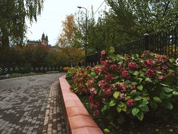 Flowers growing on tree