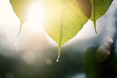 Green bo leaf with sunlight in the morning, bo tree representing buddhism in thailand.