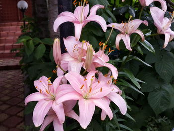 Close-up of pink flowering plant