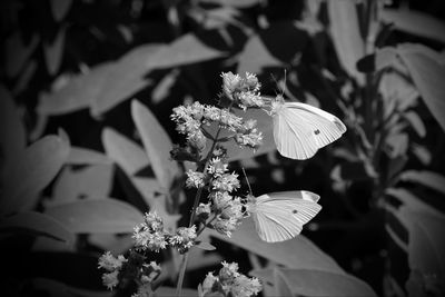 Close-up of butterfly on white flowering plant