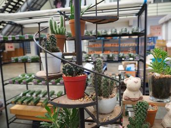 Close-up of potted plants for sale