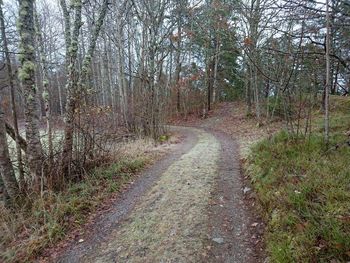 Road in forest