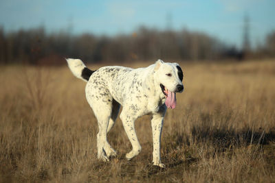 Dog running on field