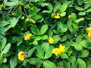 High angle view of yellow flowering plants