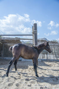 Side view of horse standing on field against sky