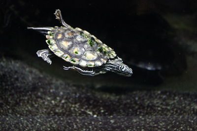 Turtle underwater