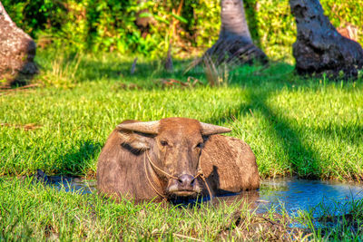 The buffaloes are soaked in mud near the rice field