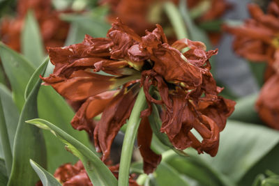 Close-up of wilted flower plant