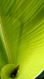 Close-up of green leaves