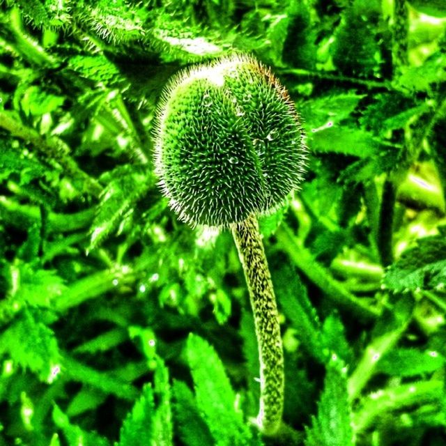 growth, green color, freshness, plant, nature, close-up, beauty in nature, leaf, fragility, stem, focus on foreground, growing, uncultivated, flower, botany, green, bud, day, no people, dandelion