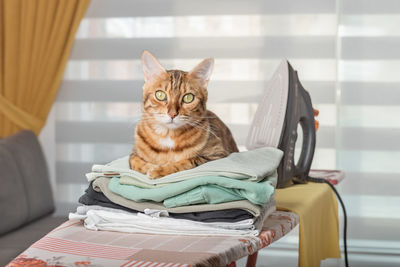 Domestic bengal cat, iron and stack of clean linen on the ironing board in the room.