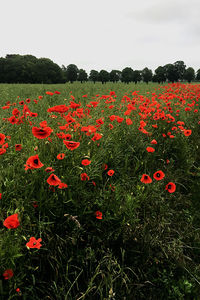 Red poppy flowers on field against sky