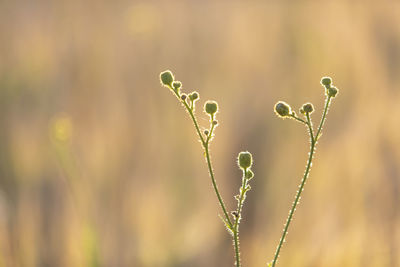 Close-up of wet plant