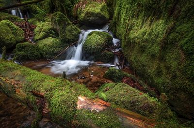 Scenic view of waterfall in forest