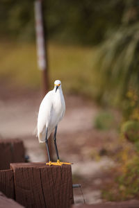 Close-up of white bird perching outdoors