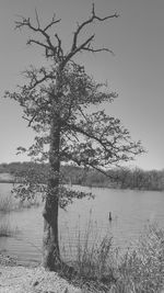 Tree on beach against sky