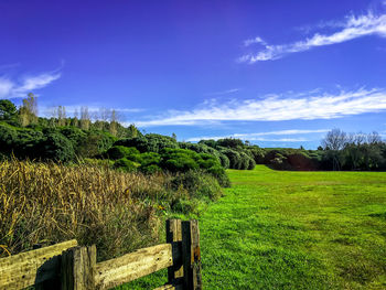 Trees on field against blue sky