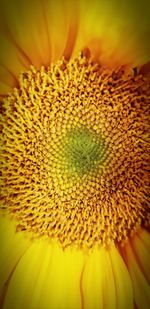 Close-up of sunflower