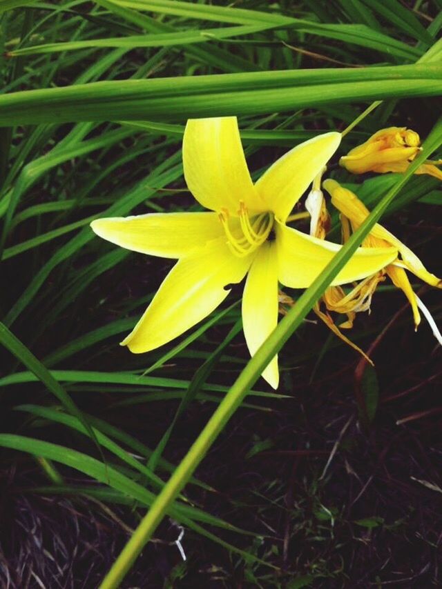 flower, petal, freshness, flower head, fragility, growth, beauty in nature, yellow, blooming, single flower, nature, plant, close-up, field, pollen, in bloom, focus on foreground, green color, stem, leaf