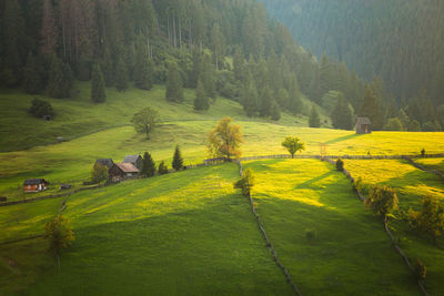 Scenic view of agricultural field