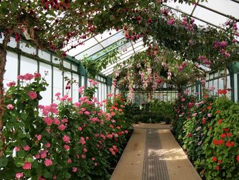 Low angle view of plants in greenhouse