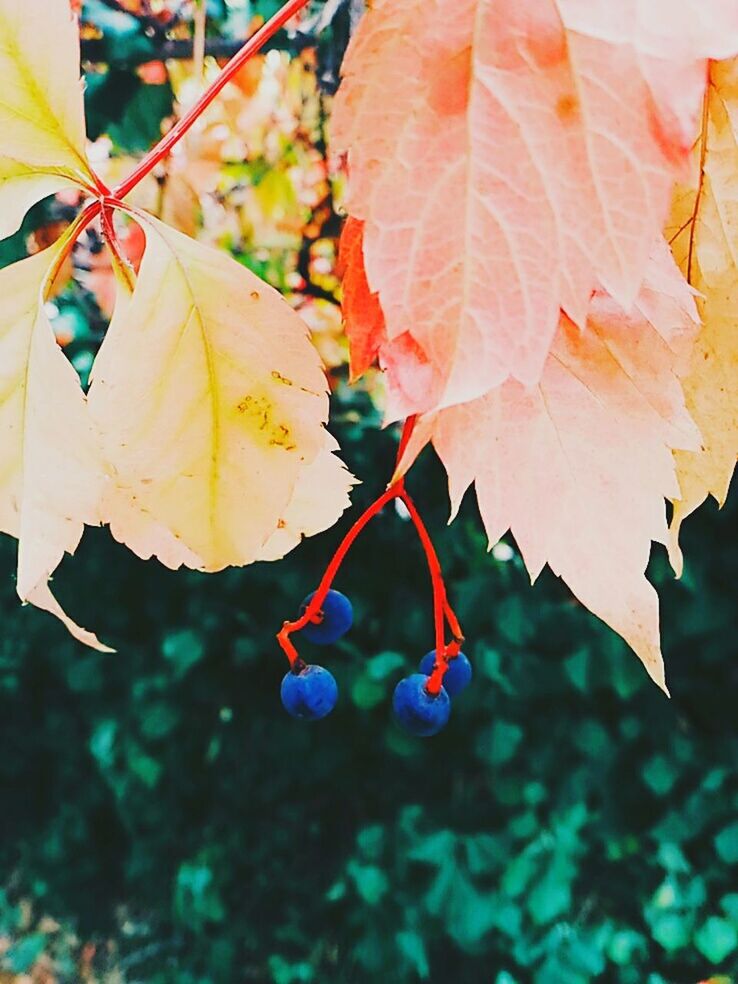 close-up, growth, tree, branch, leaf, freshness, blossom, springtime, beauty in nature, focus on foreground, fragility, twig, nature, day, in bloom, plant, flower, botany, pink color, outdoors, scenics, tranquility, petal, cherry tree, no people, flower head, cherry blossom