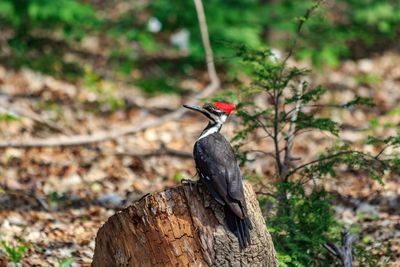 Close-up of bird perching on branch