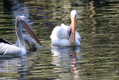 Close-up of pelicans swimming in lake