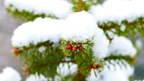 Close-up of flowers against blurred background