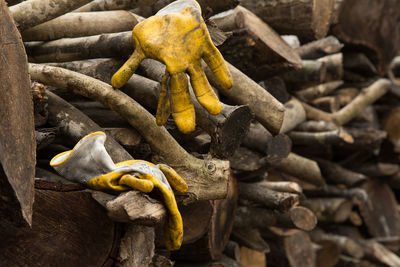 Close-up of lizard on wood