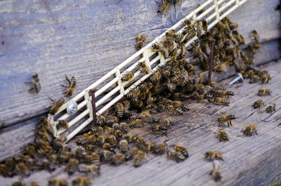 Swarm of honey bees