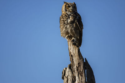 Low angle view of owl perching on wooden post