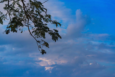 Low angle view of tree against sky