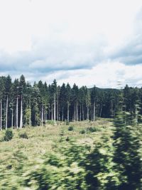 Trees on field against sky