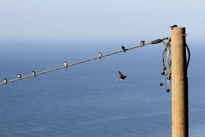 Birds flying over sea against clear sky