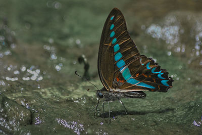 Close-up of butterfly on moss