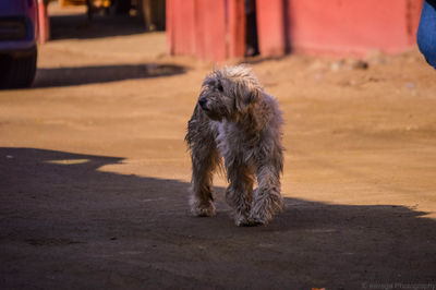 Dog looking at camera