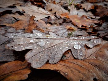 Close-up of wet maple leaf during autumn