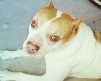 Portrait of white dog