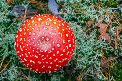 Close-up of fly agaric mushroom on field