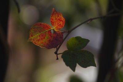 Close-up of red leaves on plant