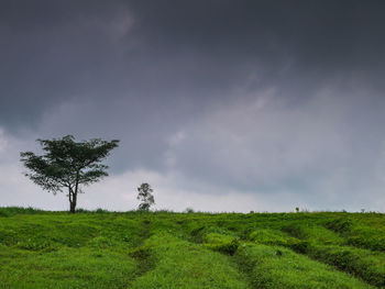 Trees on field against sky