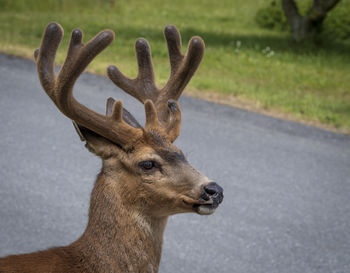 Close-up of deer walking the streets of port townsend