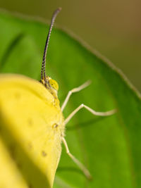 Close-up of butterfly on leaf