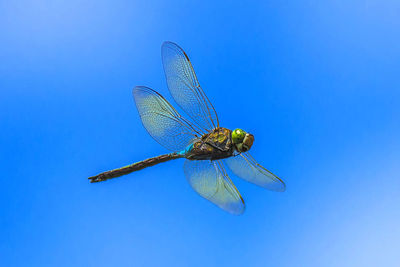 Close-up of damselfly on leaf against clear blue sky