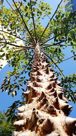 Low angle view of tree