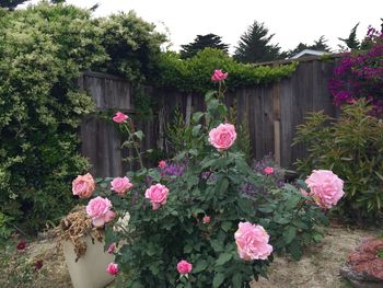 Pink flowers blooming on tree