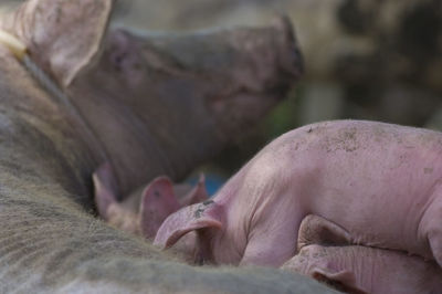 Close-up of pig feeding piglets