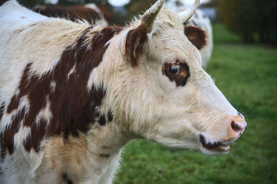 Close-up of cow on field
