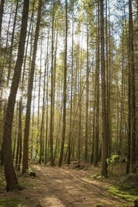 Dirt road amidst trees in forest